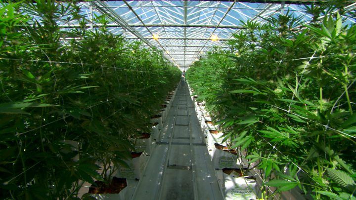 Canadá – Cultivo de Cannabis. Pinterest.